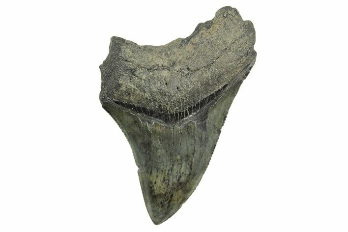Serrated, Fossil Megalodon Tooth - South Carolina #368414